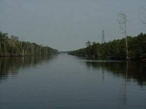 Alligator Canal 