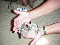 Baby Turtles