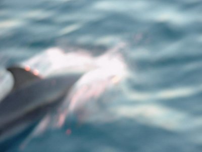 Dolphins Cape Fear