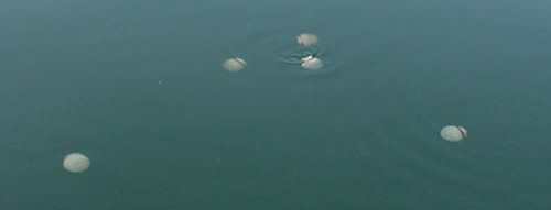 The Jellyfish