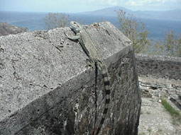 My killer Iguana