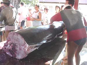 Huge Marlin Caught in the Saintes