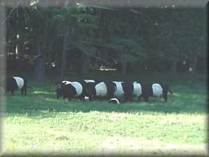 Oreo Cows