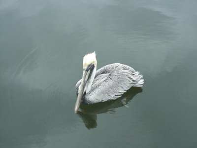 pelican near our boat