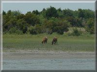 Pony Island