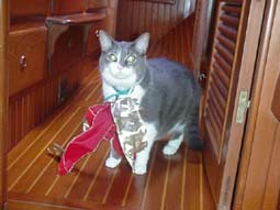 Slater the Cat