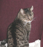 Tiger , our best bud